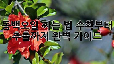 동백오일 짜는 법: 수확부터 추출까지 완벽 가이드